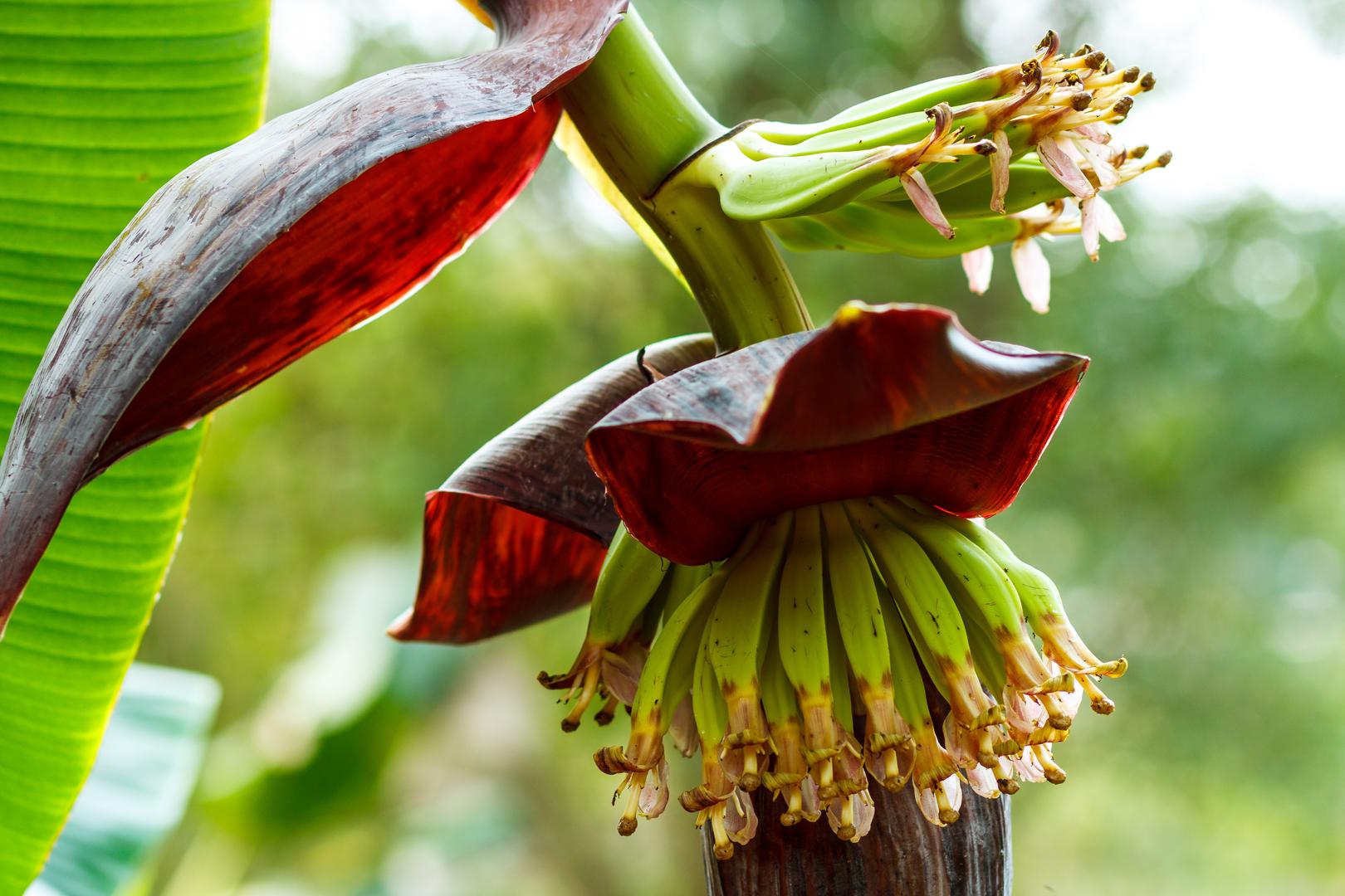 Možete li pogoditi koji plod izraste iz ovog egzotičnog cvijeta? Odgovor je banana!