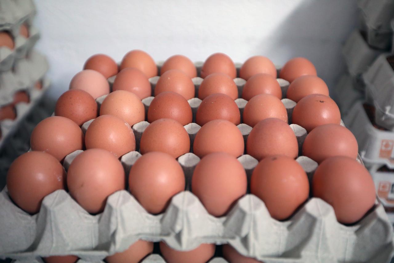 Šibenik: Proizvodnja konzumnih kokošjih jaja na farmi Kolarište u Pakovom Selu