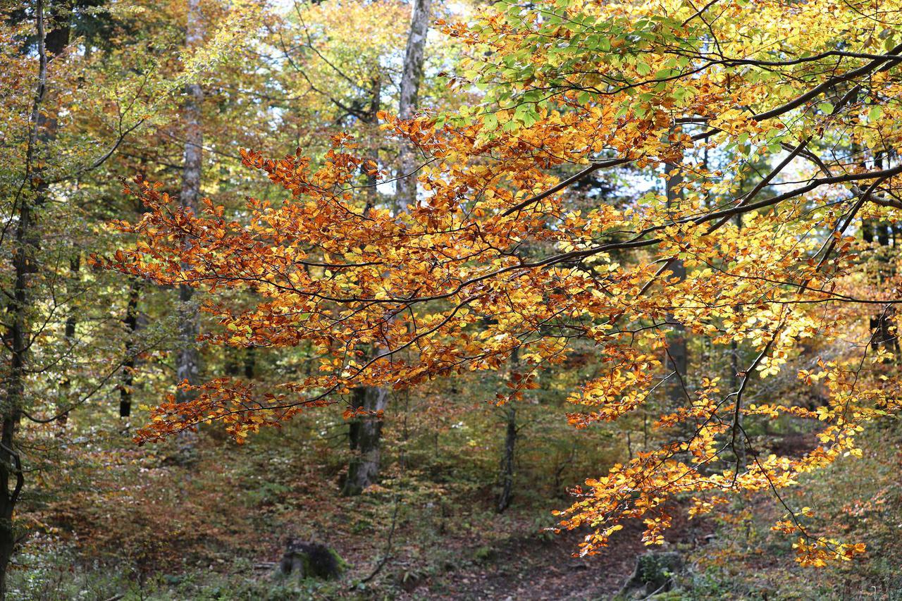 Jesen u šumi u Gorskom kotaru