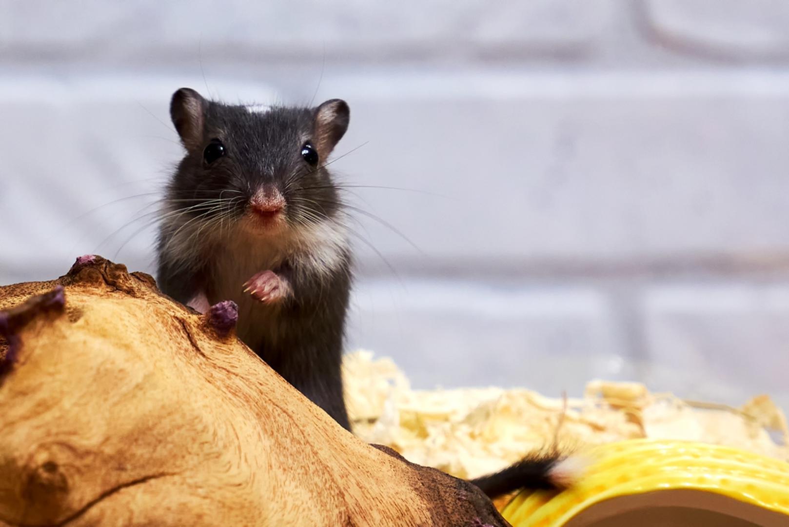 Gerbil: Gerbili su mali glodavci poznati po živahnom ponašanju, kopanju i istraživanju svoje okoline. Najbolje ih je držati u paru ili skupini koja se poznaje odmalena, a duboka podloga u nastambi omogućuje im stvaranje tunela kakve bi kopali i u prirodi. U pravilu nemaju jak miris, ali svejedno zahtijevaju redovitu njegu, pravilnu prehranu i dovoljno aktivnosti.
