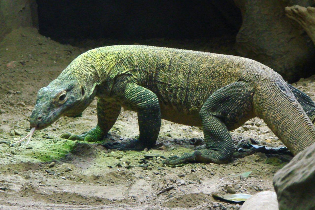 varan