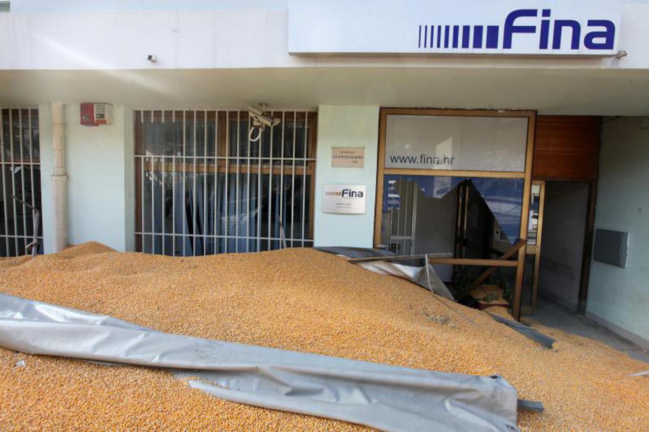 kukuruz pred finom (1)