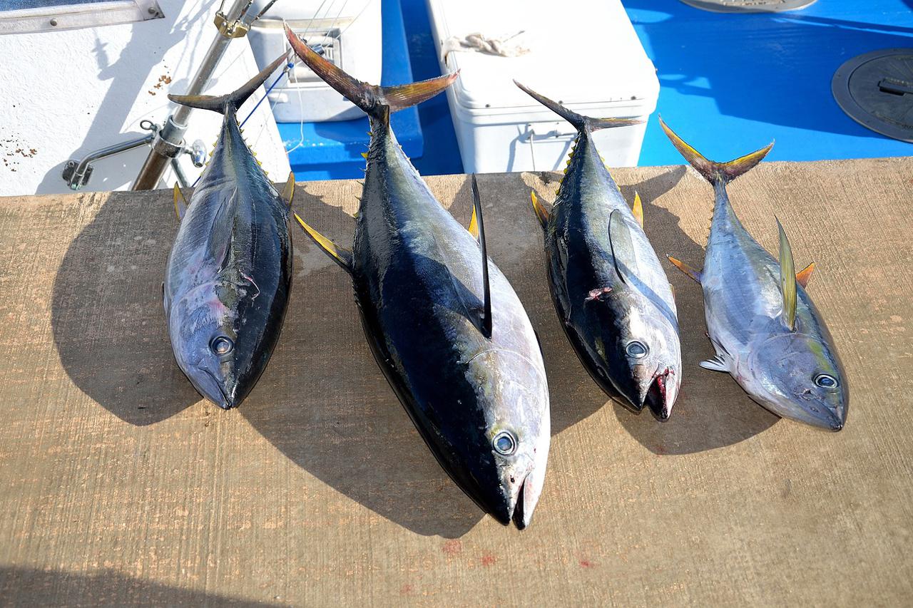 Tuna