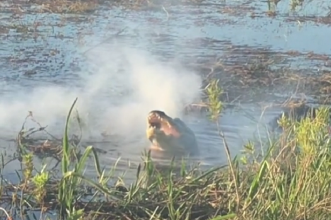 Aligator ugrabio dron