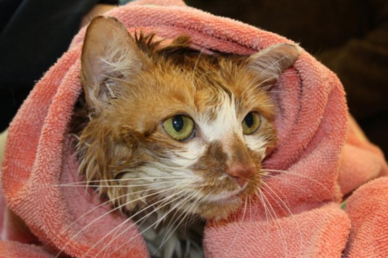 'macka2_nnn_ned_090910'