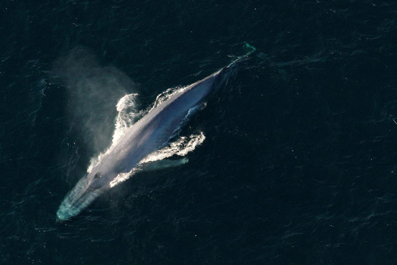 FILE PHOTO: A blue whale surfaces to breathe in an undated picture from NOAA