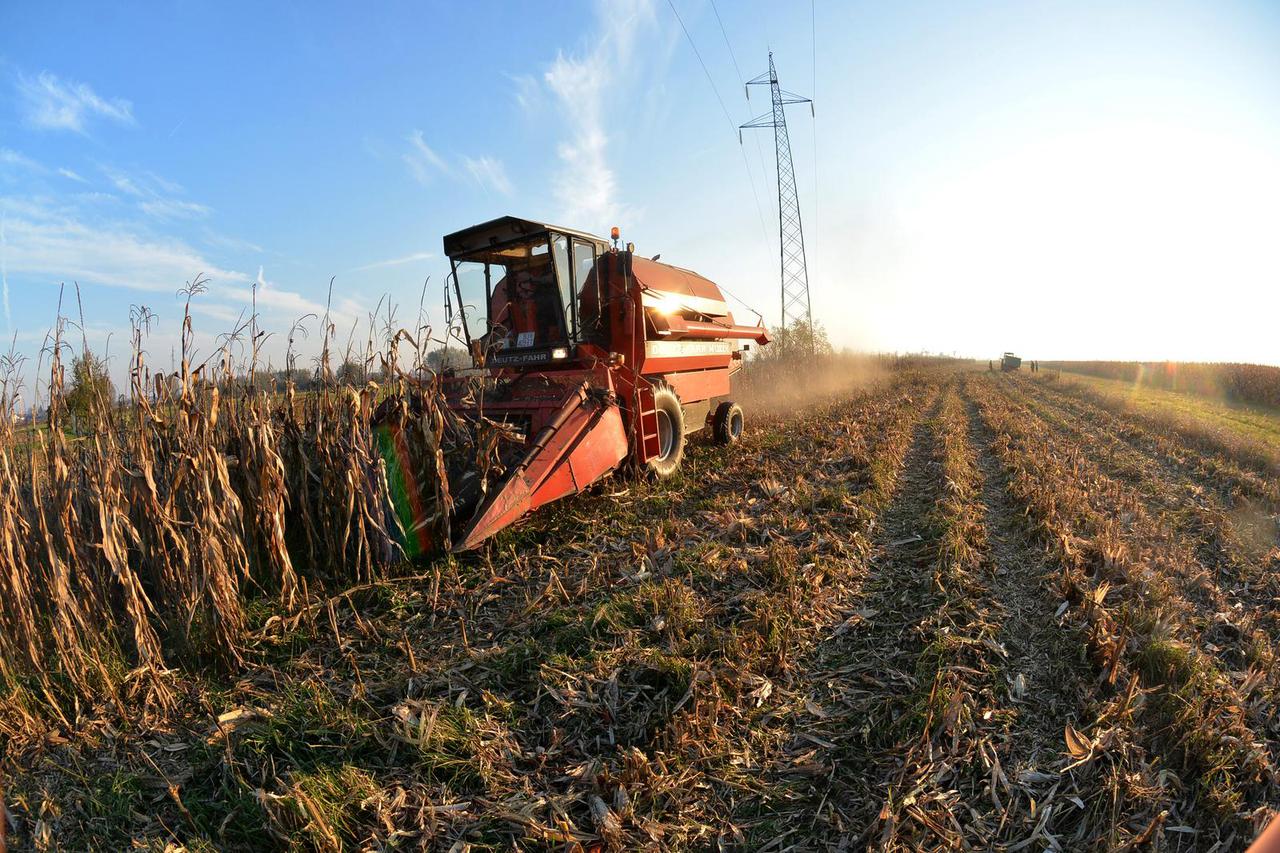 Berba kukuruza kombajnom