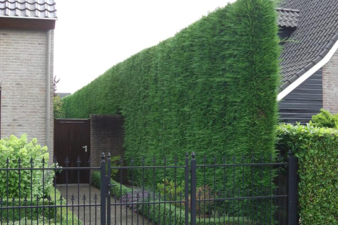 Stablo smokve na kojem su počeli rasti prvi plodovi