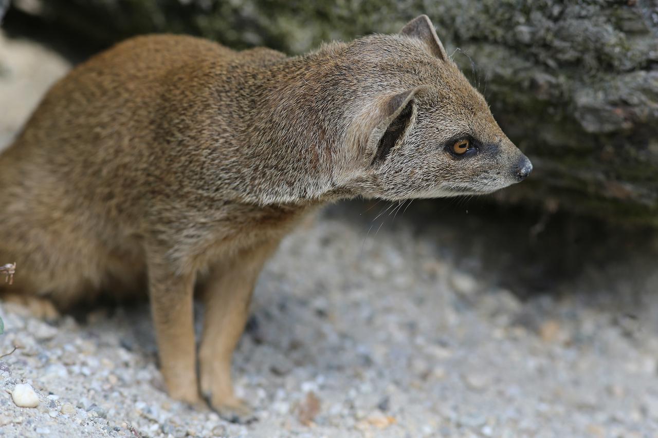04.08.2013., Maksimir, Zagreb - I zivotinje tesko podnose vrucine u Zooloskom vrtu grada Zagreba. Zuti mungos. Photo: Igor Kralj/PIXSELL