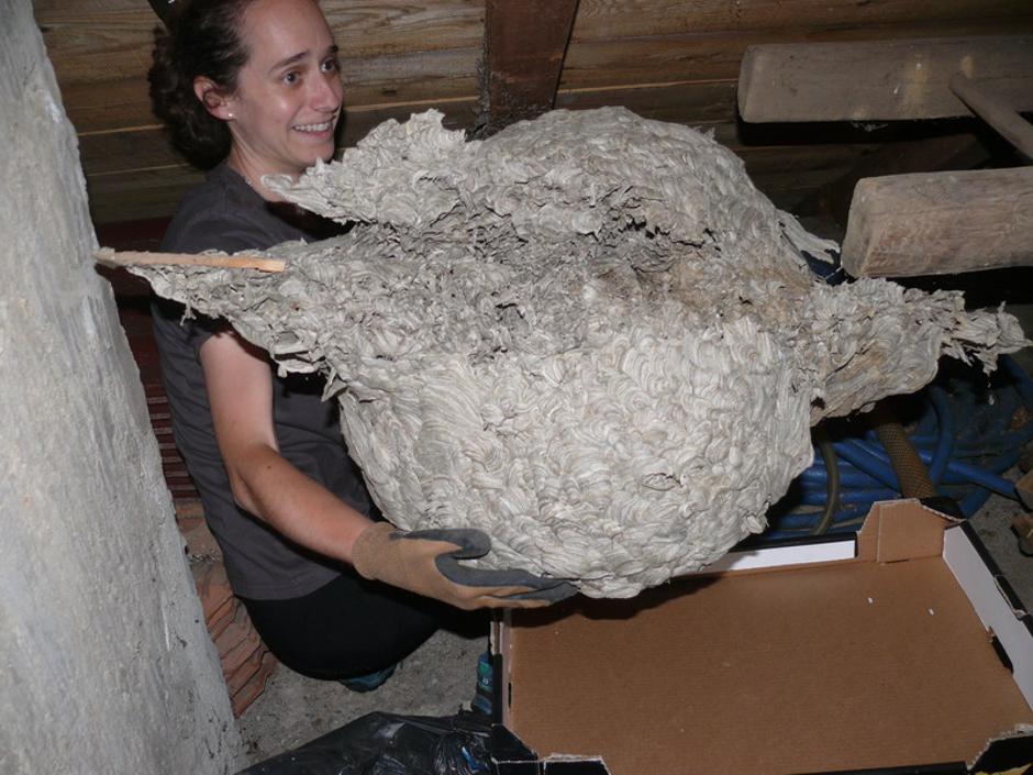 gnijezdo stršljenova