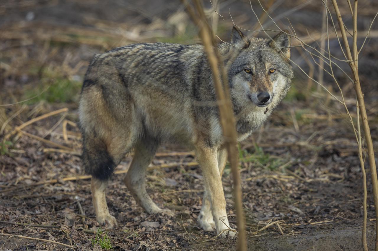 Osijek: Životinje u osječkom zoološkom vrtu