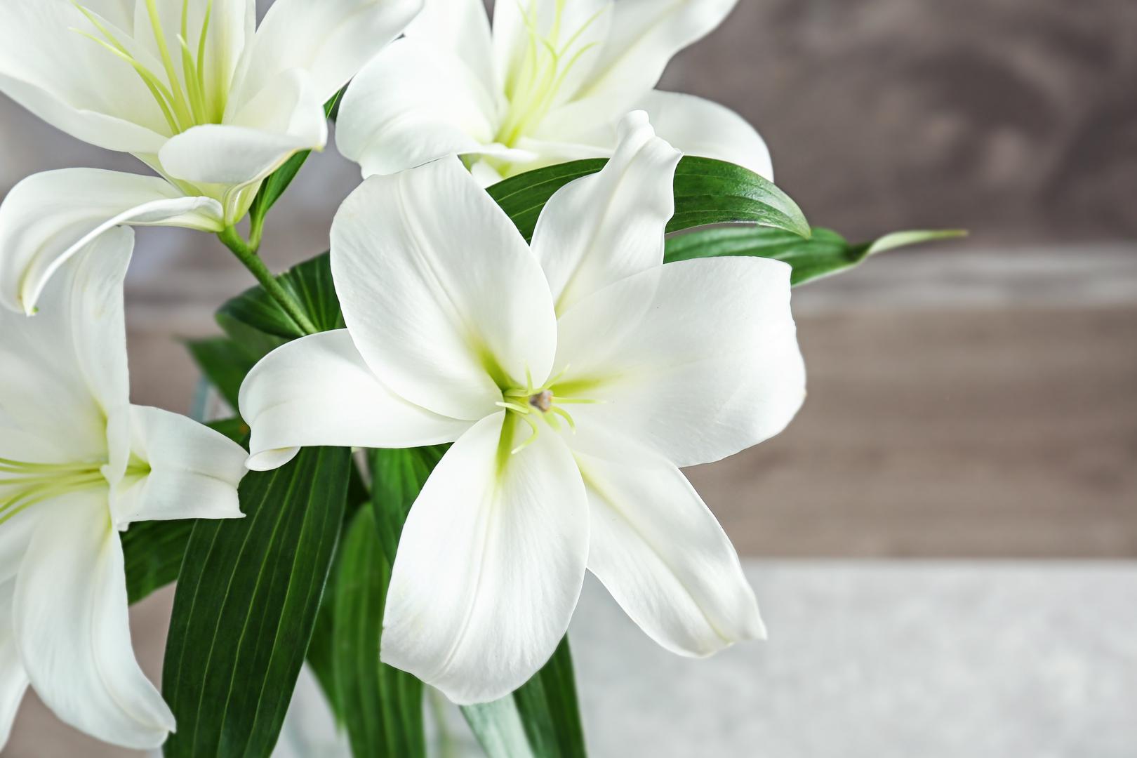 Ljiljani: Ljiljani su još jedno popularno cvijeće koje treba izbjegavati ovog Valentinova. Otrovni su i za pse i za mačke, a gutanje može biti čak i kobno u nekim slučajevima. Ljiljani kod ljubimaca mogu izazvati zatajenje bubrega, napadaje, usporene otkucaje srca i povraćanje. "Različite vrste ljiljana uzrokuju različite simptome. Na primjer, neki sadrže netopljive kristale oksalata koji mogu ozbiljno iritirati crijevni sustav", objasnio je veterinar.