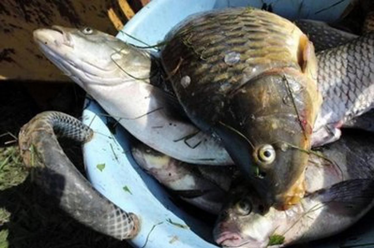 ribe umiru, dunav, mađarska, otrovni mulj (1)