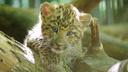 Od 100-gramskih majmuna do leoparda: U zagrebačkom ZOO-u ove godine 22 prinove