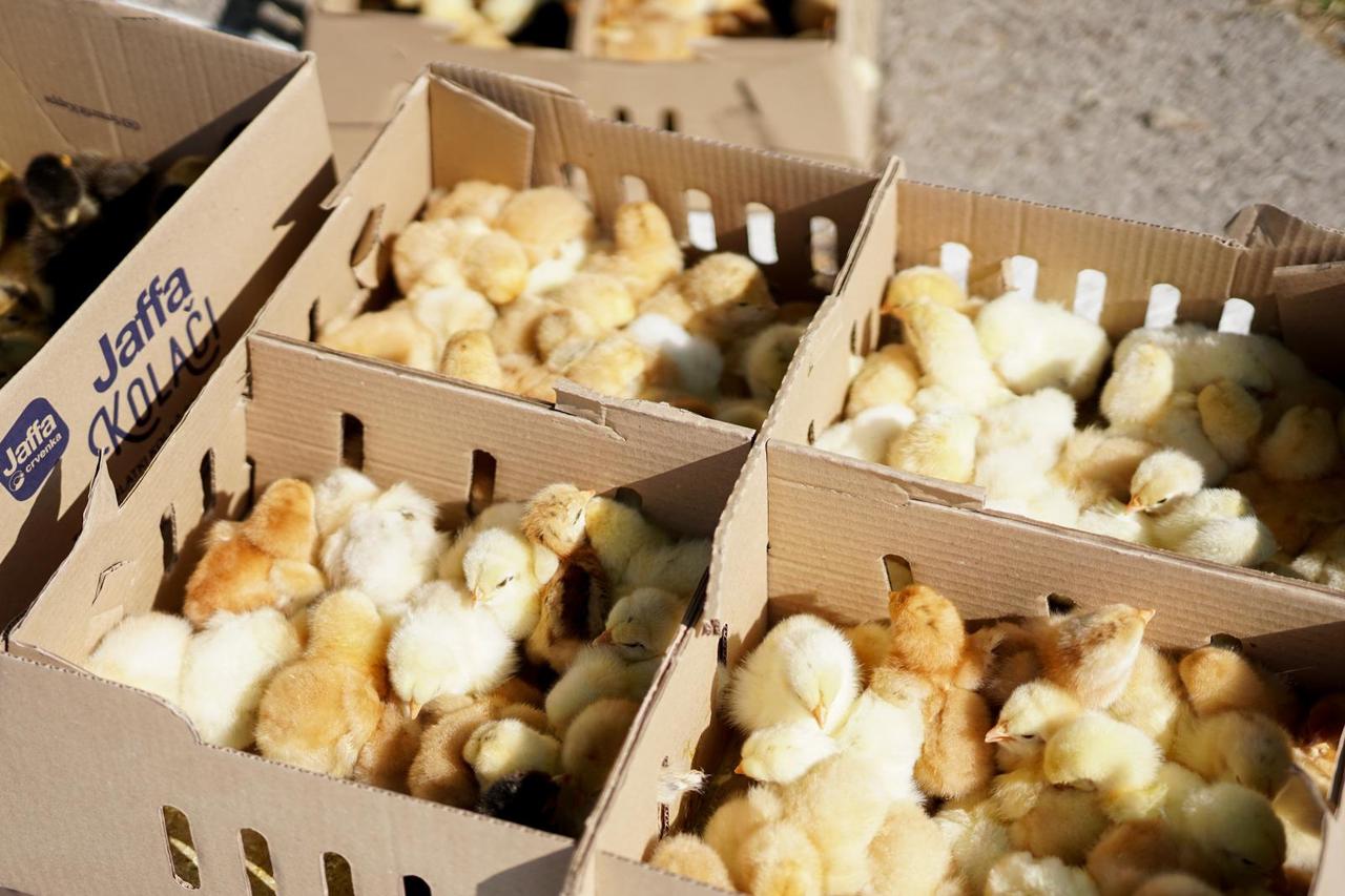 Banjalucka pijaca pocela sa radom