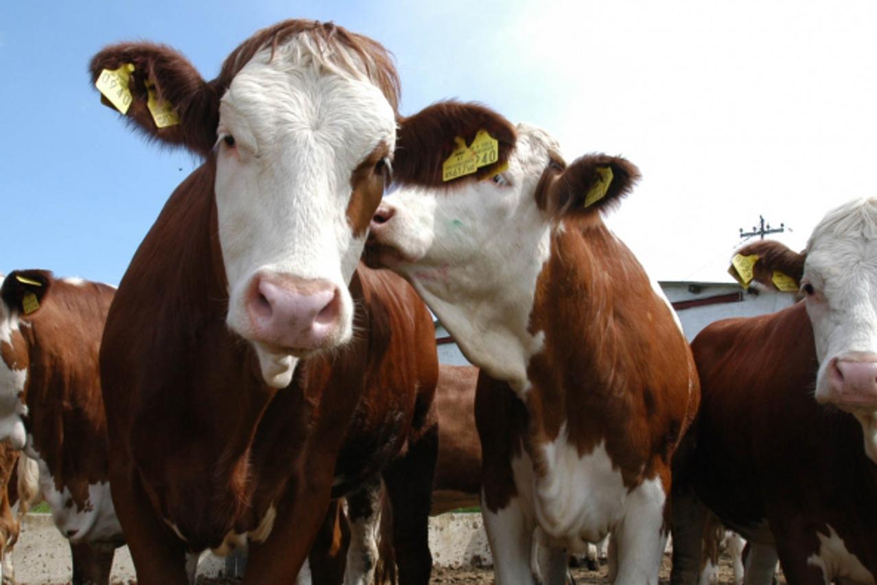 'slavonija...........27.05.2004...............DRENJE -Podjela austrijskoh junica snimio Jozo Petric krave'