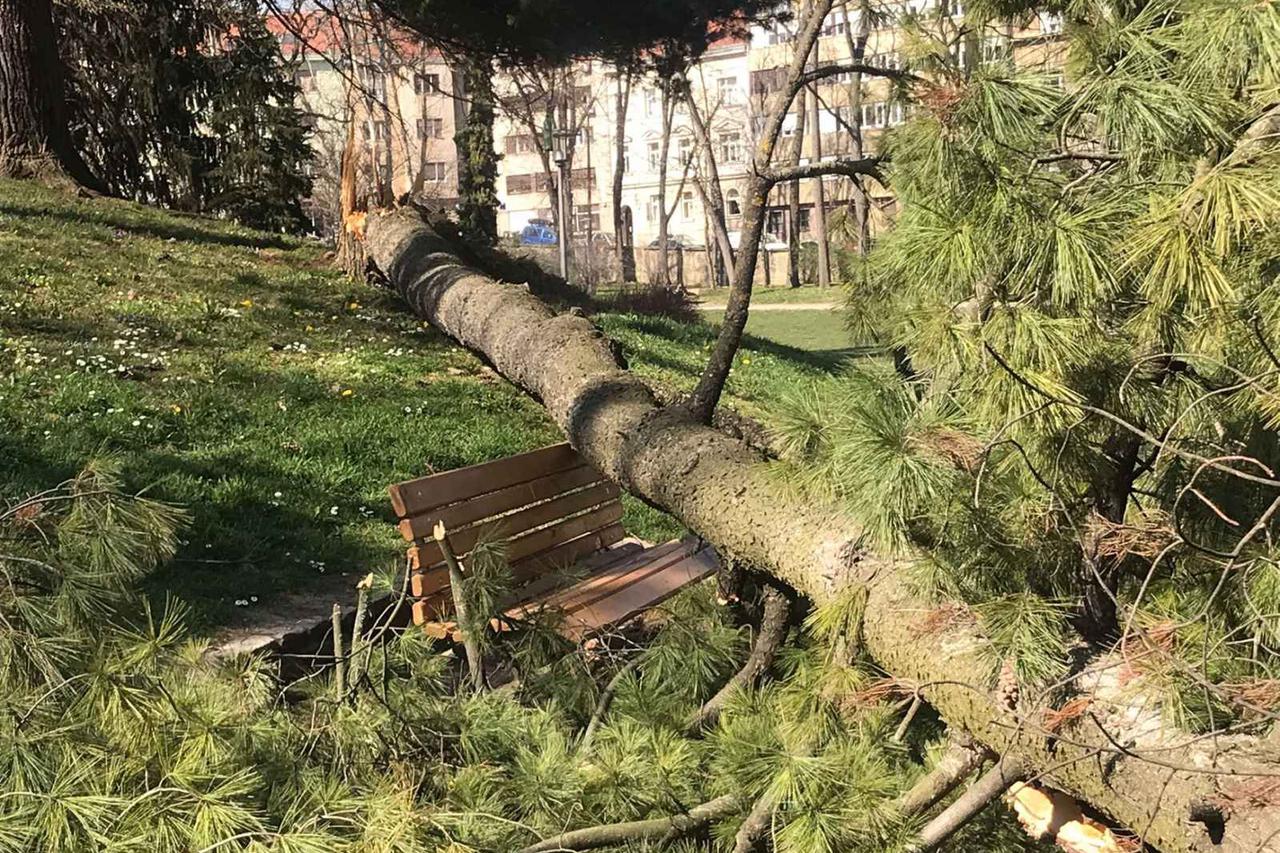 Stablo na Ribnjaku