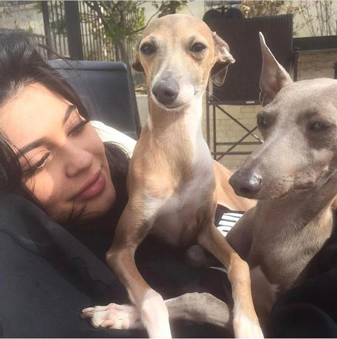 Norman i Bambi, psi Kylie Jenner također imaju svoj Instagram profil i čak 434 tisuće obožavatelja. 