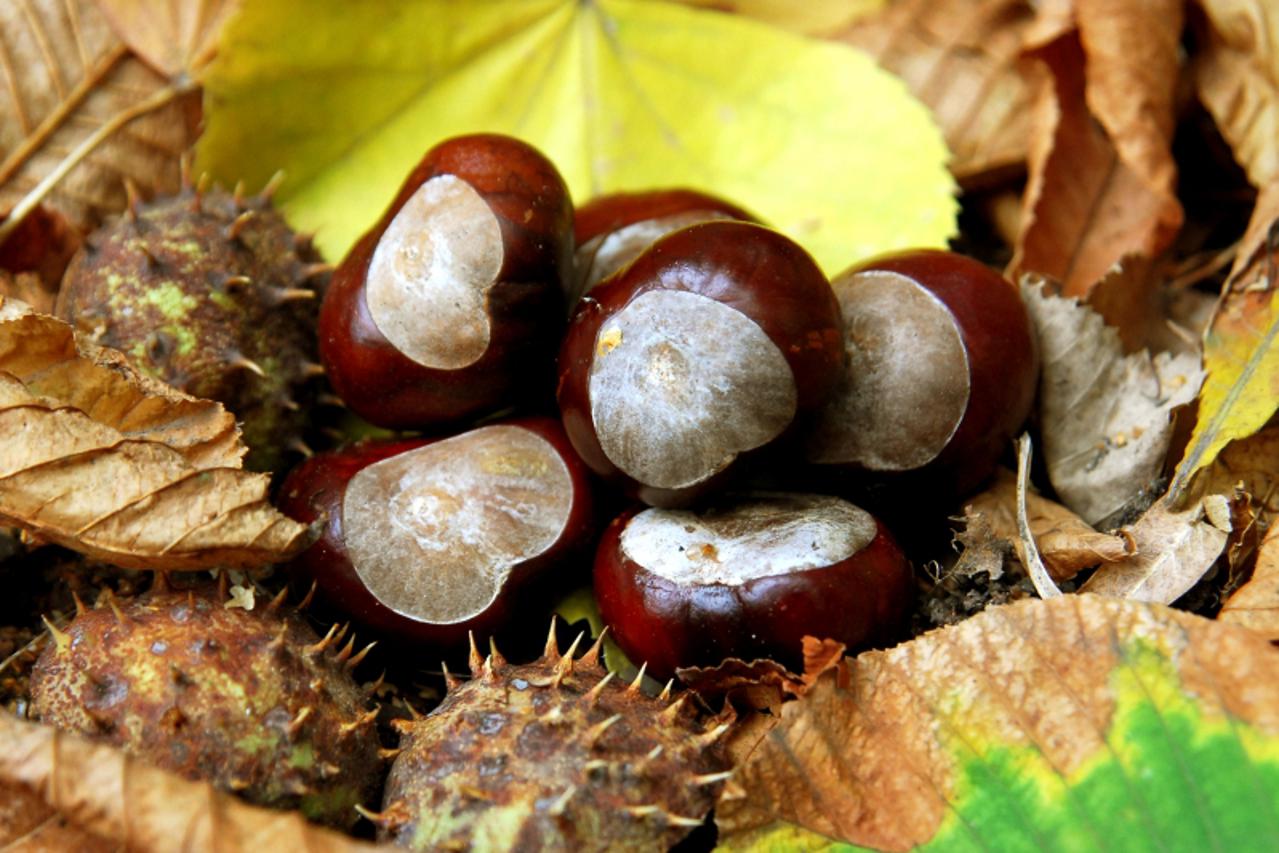 kesteni
