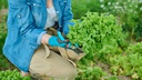 Tajna koju kuhari čuvaju: Uvenula salata može ponovo biti hrskava uz metodu koja prkosi logici