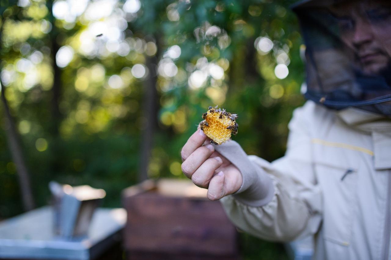 Propolis