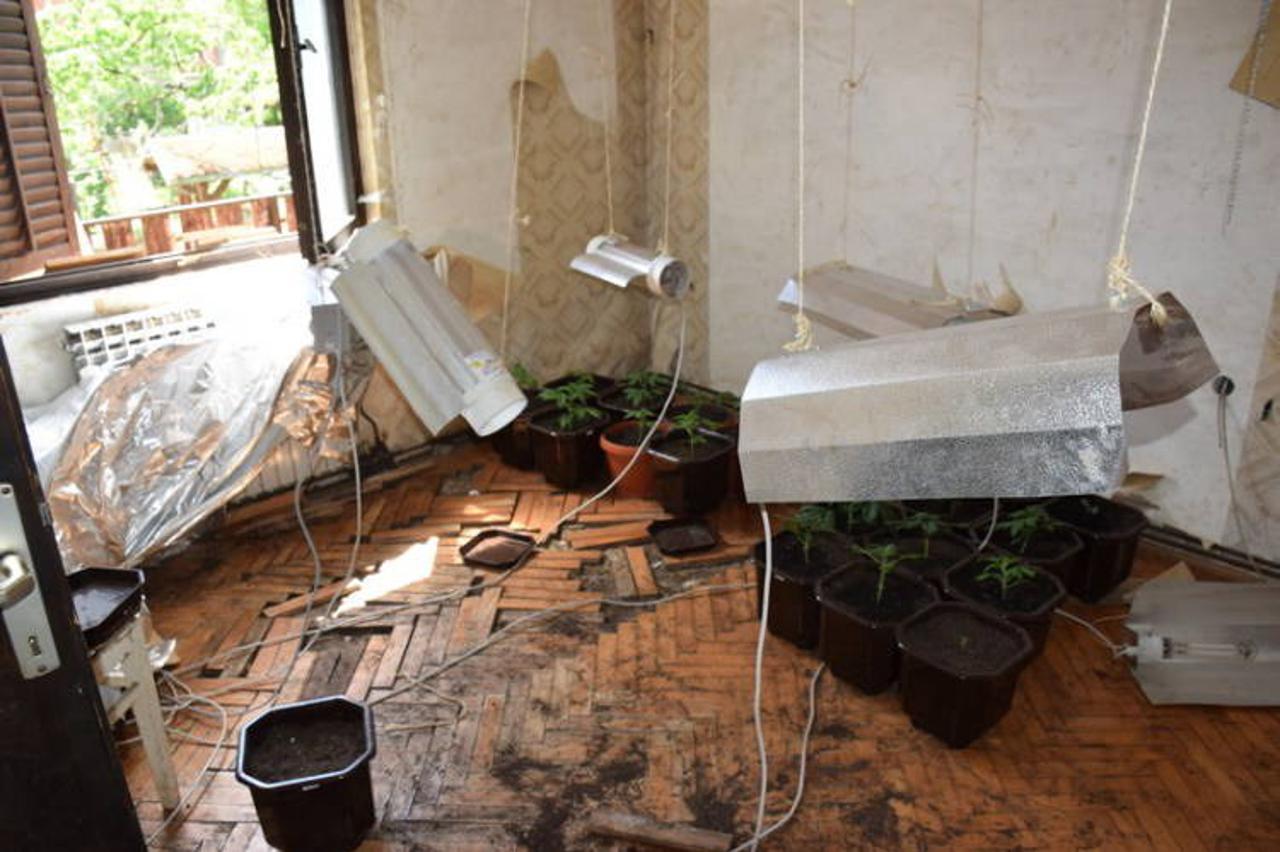 marihuana droga stabljika marihuane