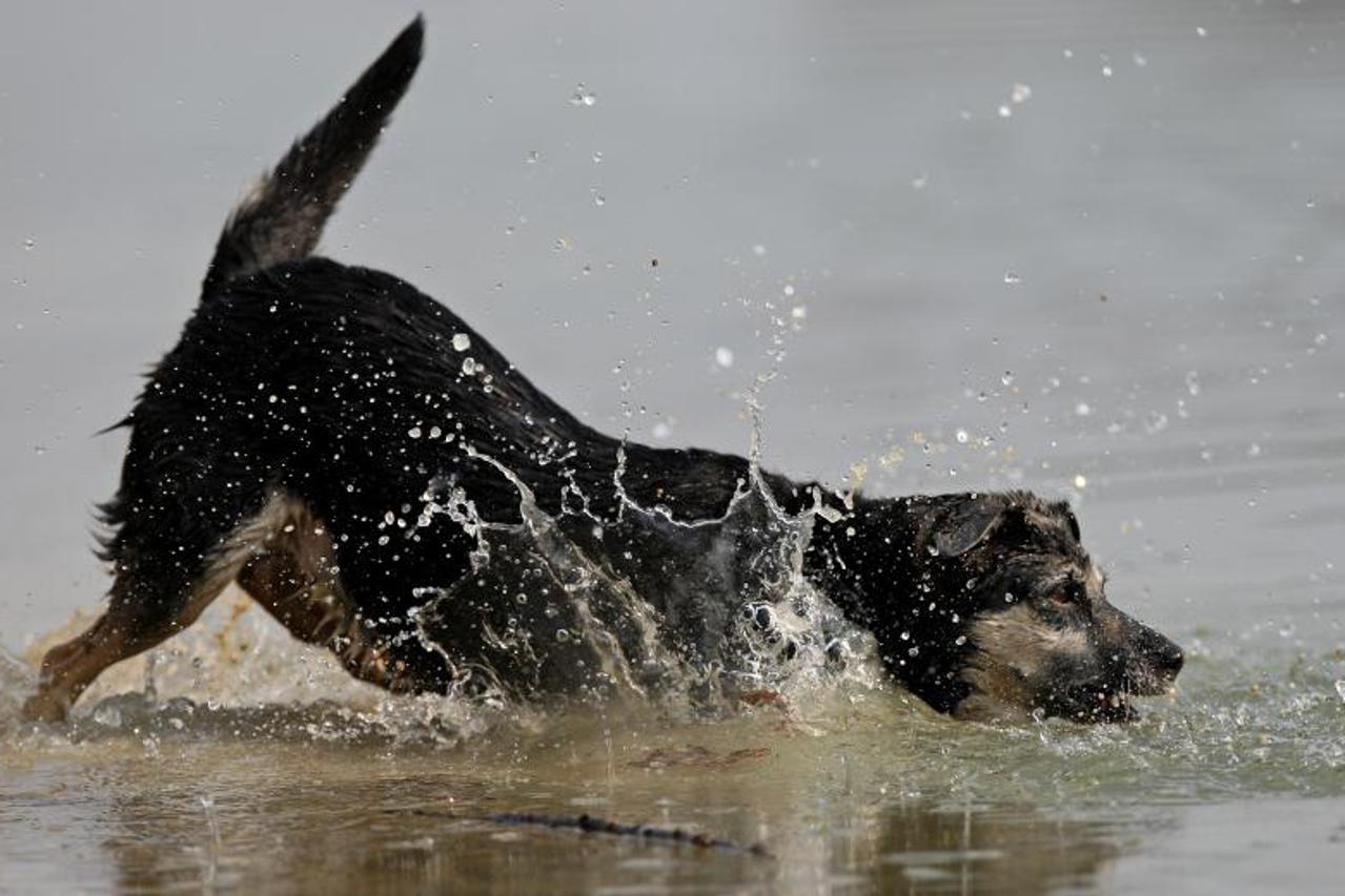 pas, igra, kućni ljubimac (1)