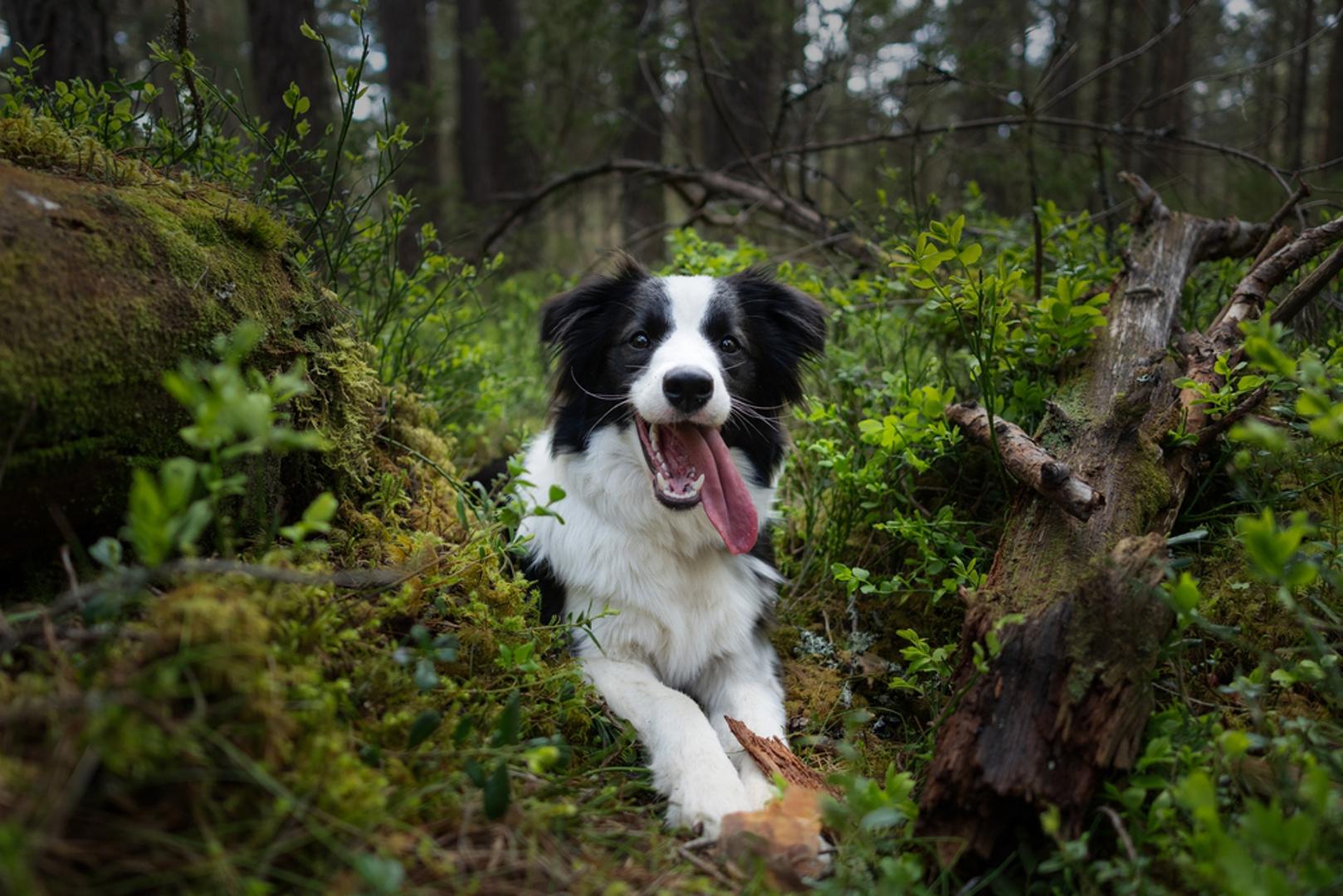 Border collie: Jedan od najinteligentnijih pasa na svijetu vrlo je aktivan i izdržljiv te često živi i do 15 godina. Uz dovoljno kretanja i održavanje zdrave težine mnogi collieji dugo ostaju vrlo vitalni, iako pasmina može biti sklona displaziji kukova, epilepsiji i očnim bolestima. Ovo nije pas za sjedilački život jer mu uz fizičku aktivnost treba i mnogo „posla“ za mozak.