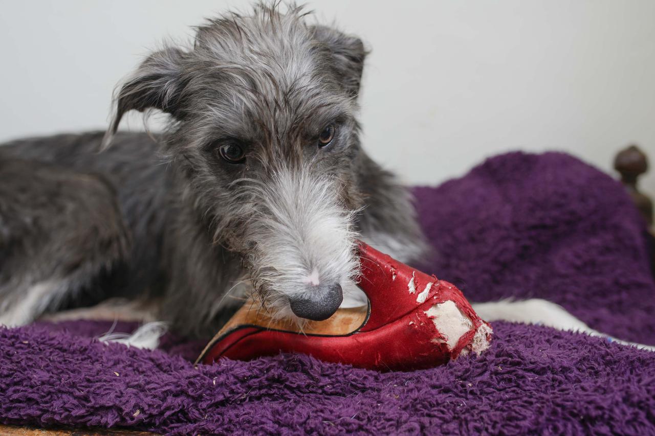 Devon: Djevoj?ica Katya u?i psa pomo?u aplikacije za mobitel 