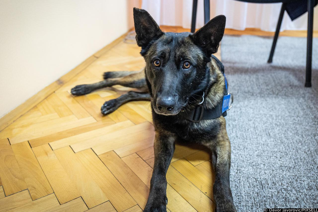 Osijek: Policijski pas  Don zvijezda konferencije za medije, sjedio za stolom i pozirao kraj svog ulova