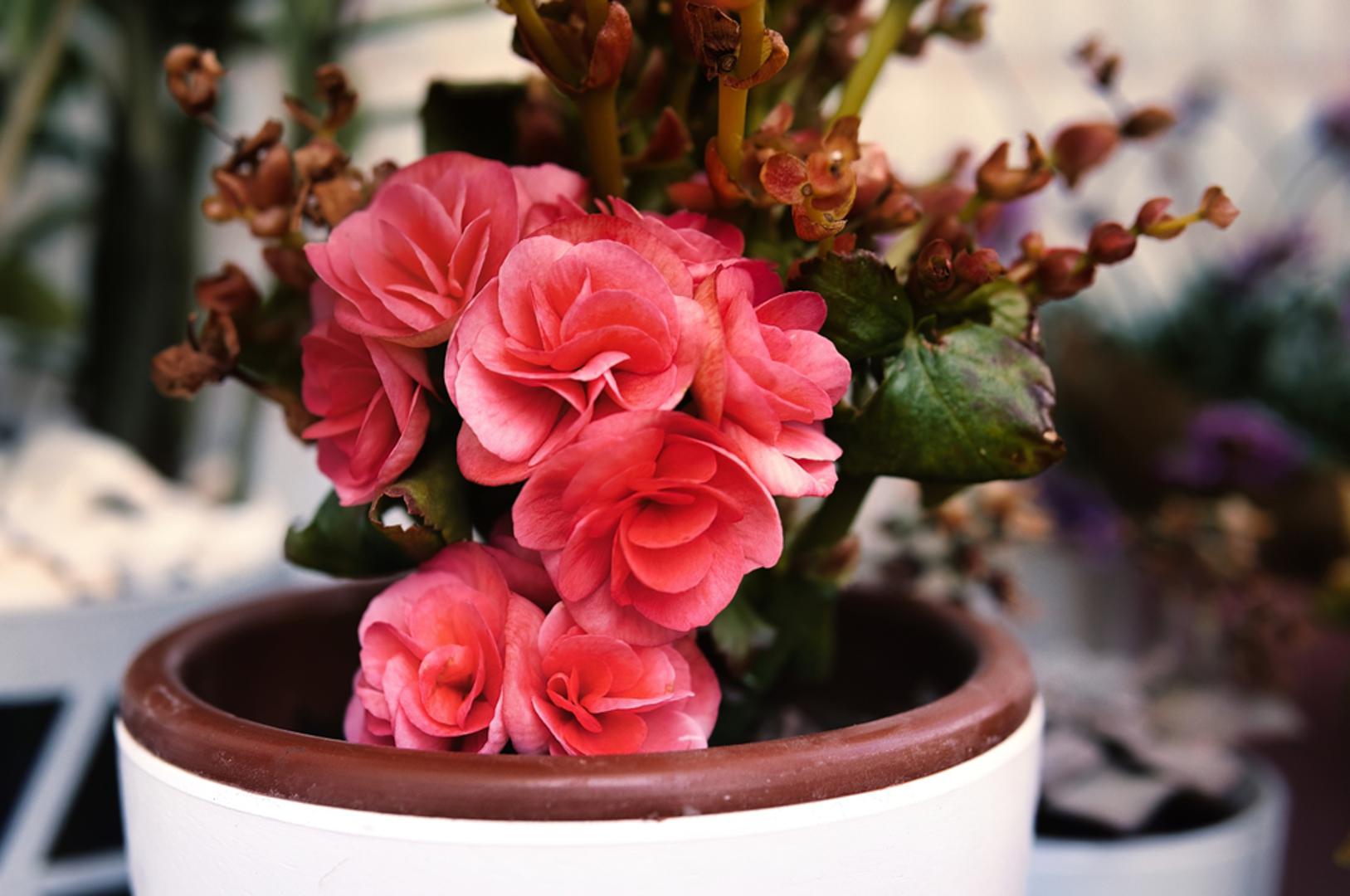 3. Begonije: Begonije pružaju kontinuiranu eksploziju boja sa sjajnim lišćem i cvjetovima u obliku ruže. Ove biljke dobro uspijevaju u sjenovitim područjima i napreduju u slabom osvjetljenju. Baš kao i zijevalice, begonije treba posijati površinski. Toplina im je ključna, stoga ih održavajte na oko 24 stupnja za optimalan rast.