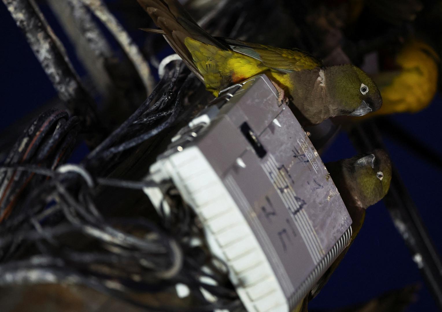 Tisuće zeleno-žuto-crvenih ptica stigle su u grad, vjerojatno potaknute krčenjem šuma.

