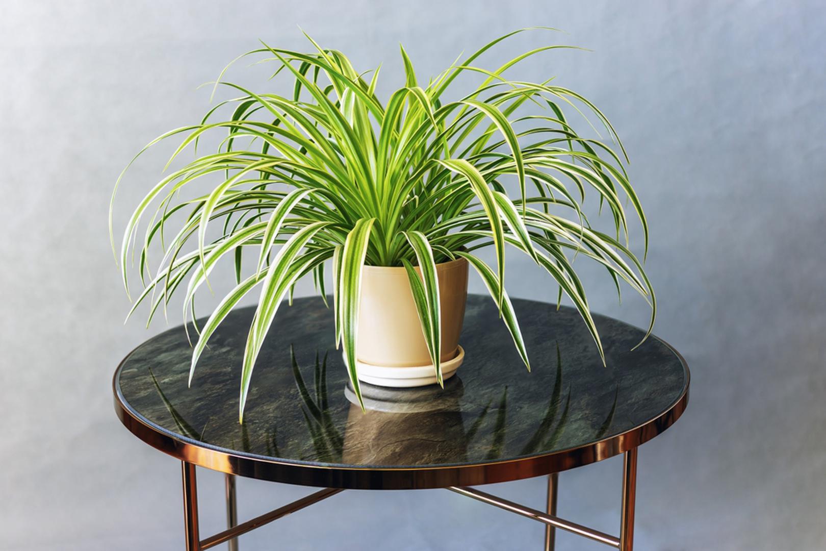 Biljka pauk  (Chlorophytum comosum): Spider Plant jedna je od najlakših biljaka za uzgoj. Brzo raste i stvara male izdanke koji se mogu presaditi. Zbog svoje otpornosti i jednostavne njege često se preporučuje početnicima. Potrebno ju je zaliti kada se gornji sloj zemlje osluši, a što se tiče svjetlosti vrlo je prilagodljiva. Iako voli puno indirektnog svjetla, možete ju staviti i da direktno svjetlo u jutarnjim i kasnim satima te će preživjeti i u tamnim kutovima.
