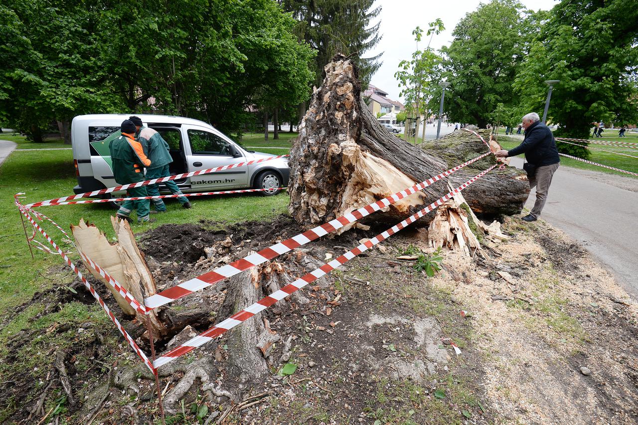Čakovec: Jak vjetar srušio stablo u Perivoju Zrinskih