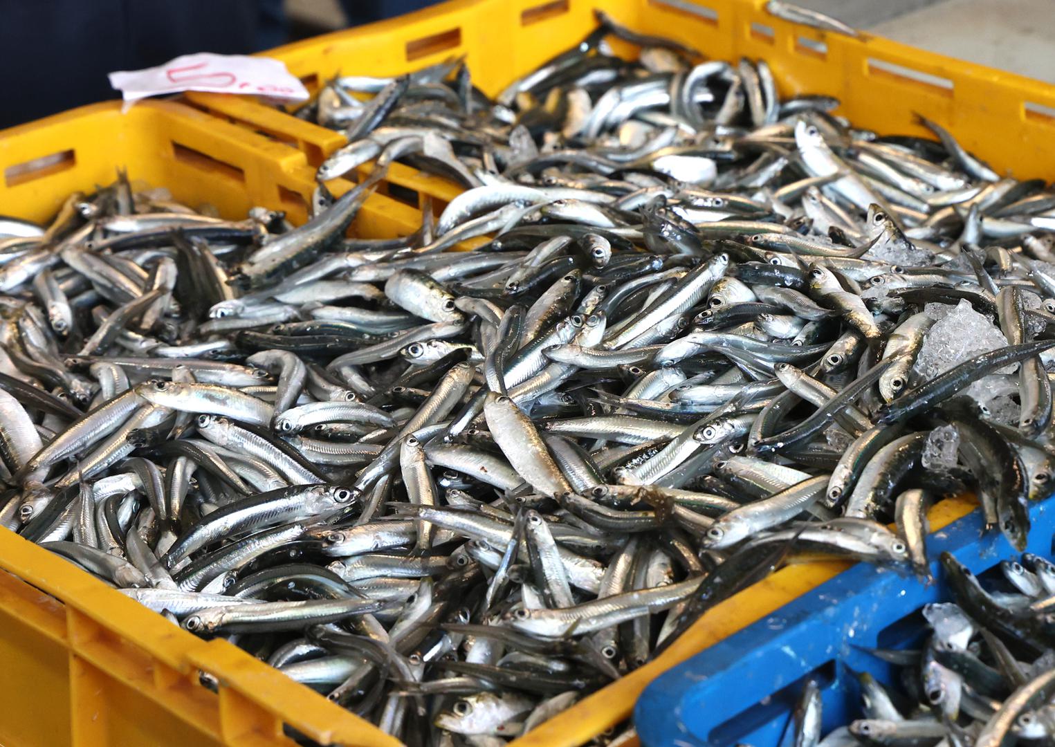 Najpovoljniji su inćuni za 5 eura.