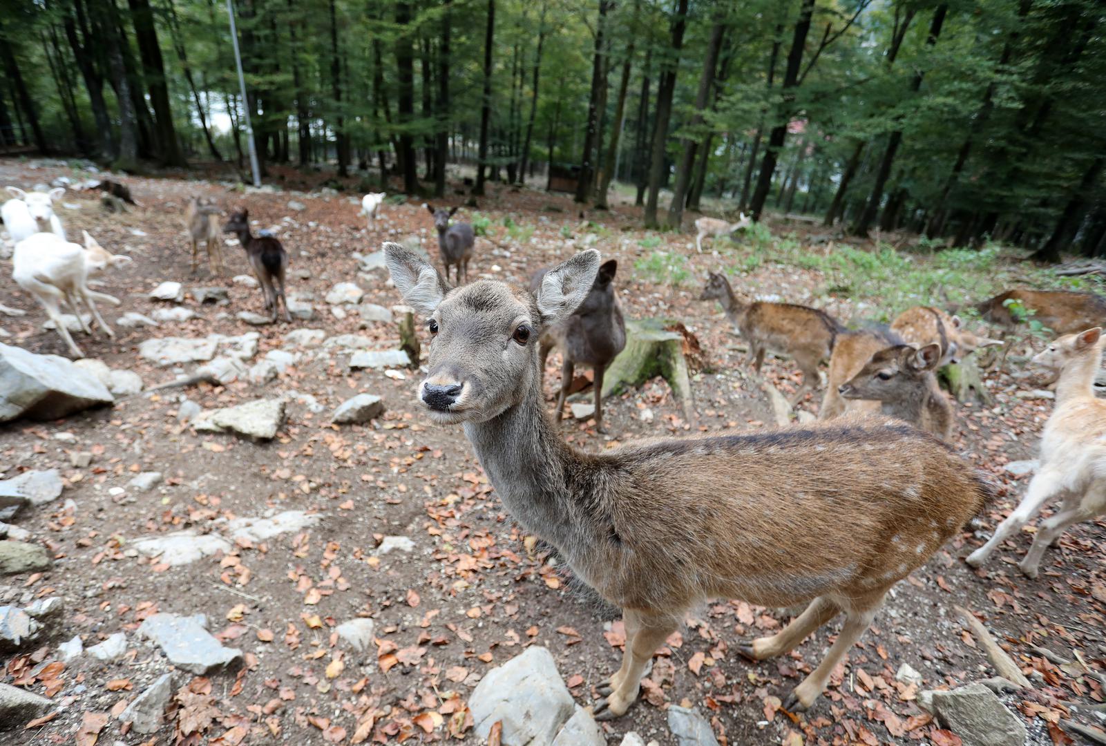 18.10.2023., Delnice - Jeleni lopatari u park sumi Japlenski vrh pored Delnica. Photo: Goran Kovacic/PIXSELL