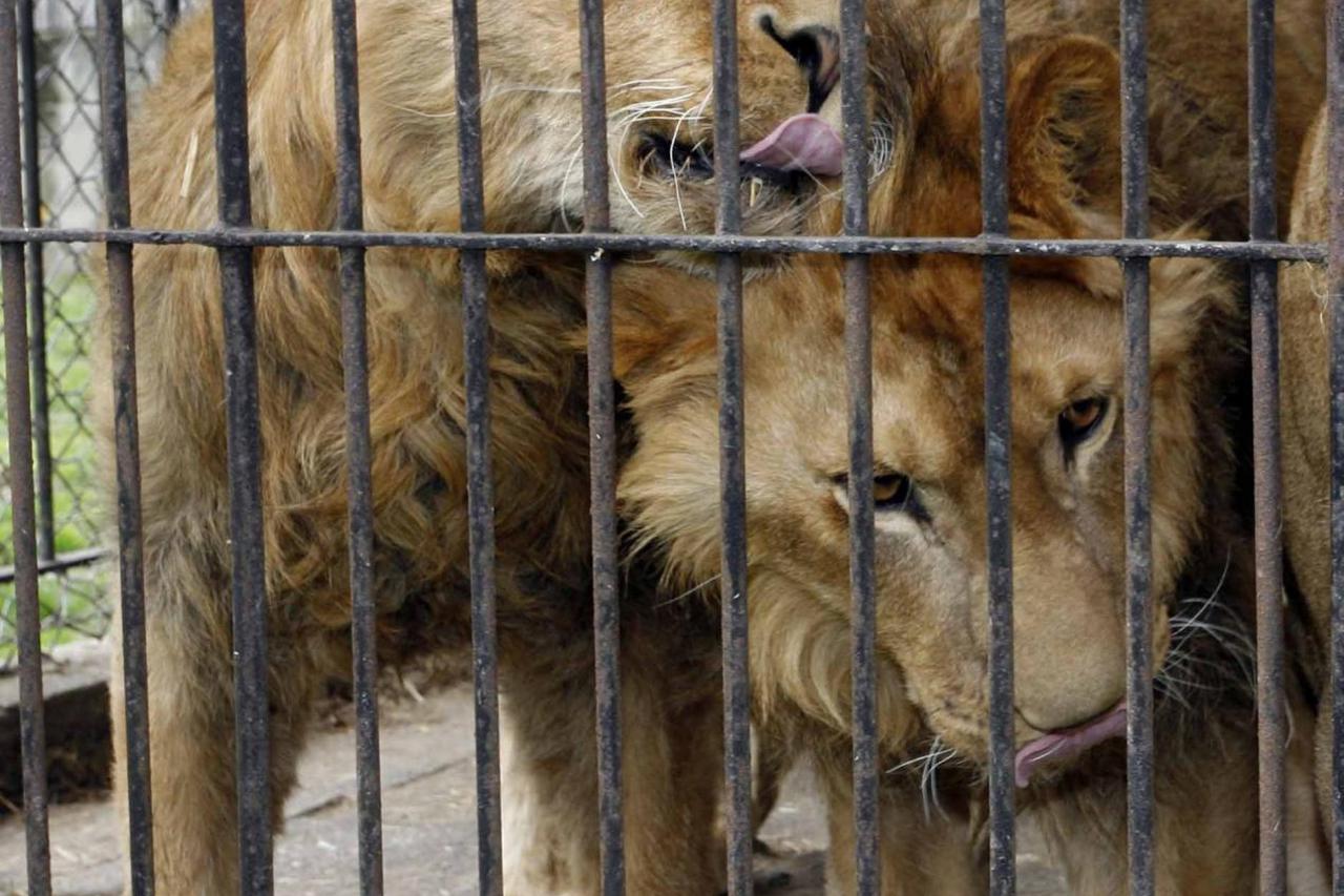 lavovi zoo