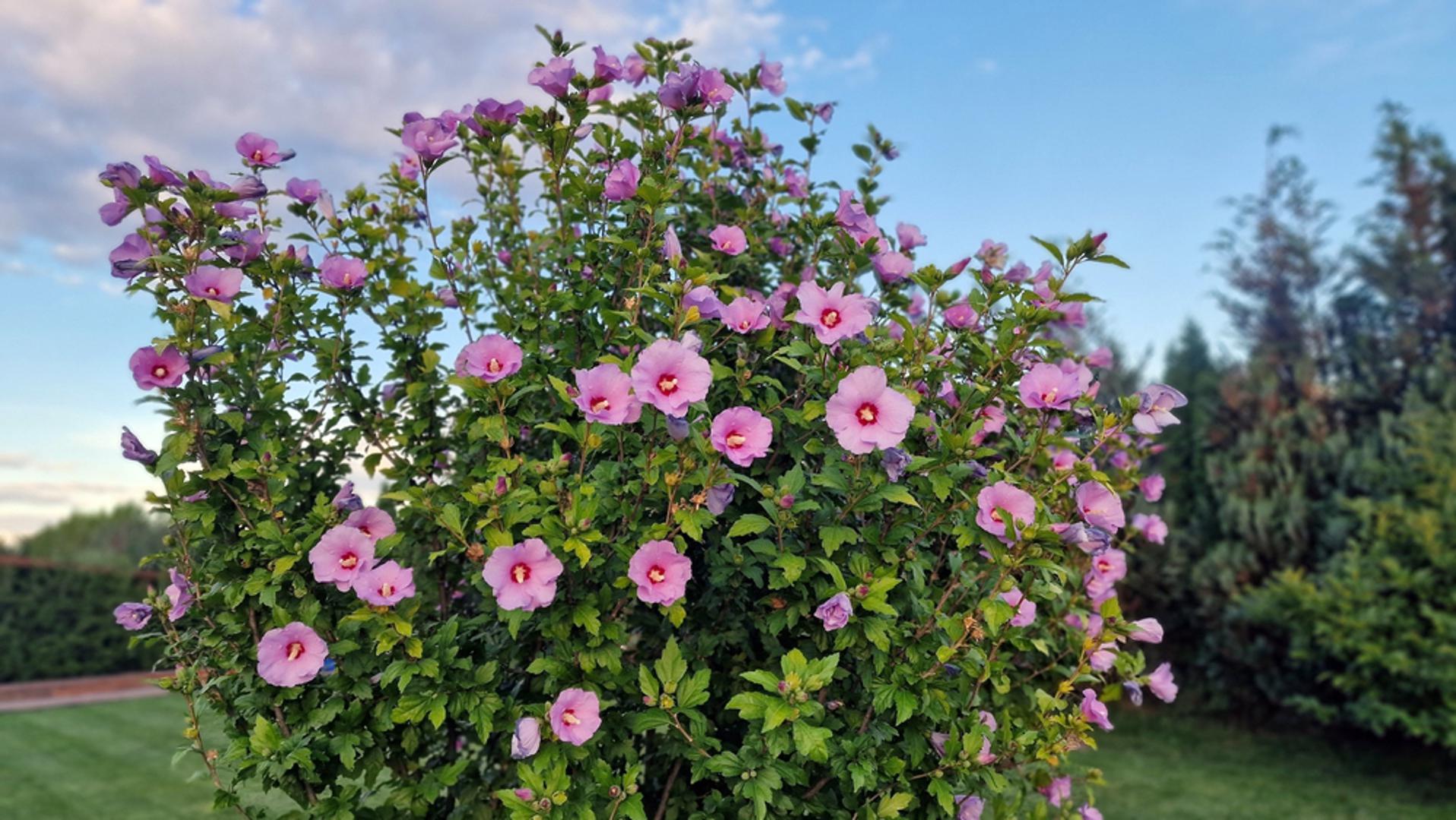 Hibiskus: Hibiskus je pravi ljetni ukras vrta jer donosi velike, upečatljive cvjetove koji se otvaraju jedan za drugim. Cvate tijekom toplih mjeseci, najčešće od lipnja do rujna, a posebno voli sunčane položaje i propusno tlo. Iako pojedini cvjetovi traju kratko, biljka neprestano stvara nove pupove pa grm dugo ostaje atraktivan.