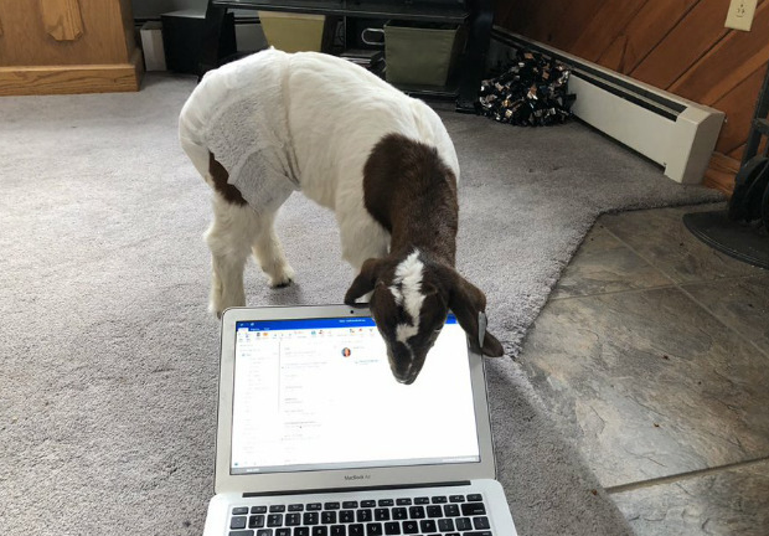 Osim pasa i mačaka, među kućnim ljubimcima koji ometaju vlasnike dok rade našla se i koza.
