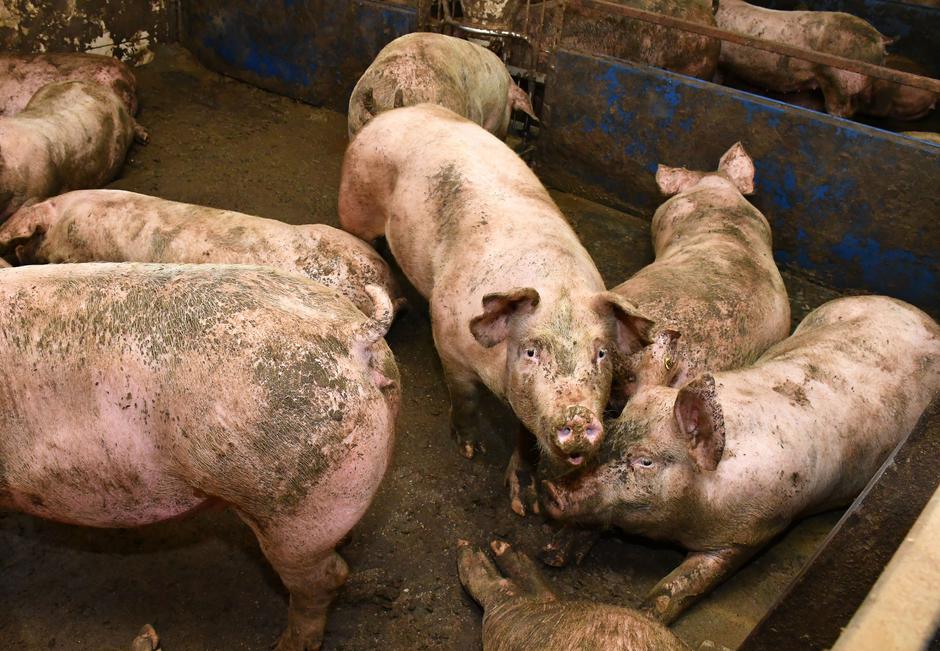 Donja Vrba: Uzgoj svinja u tovilištu