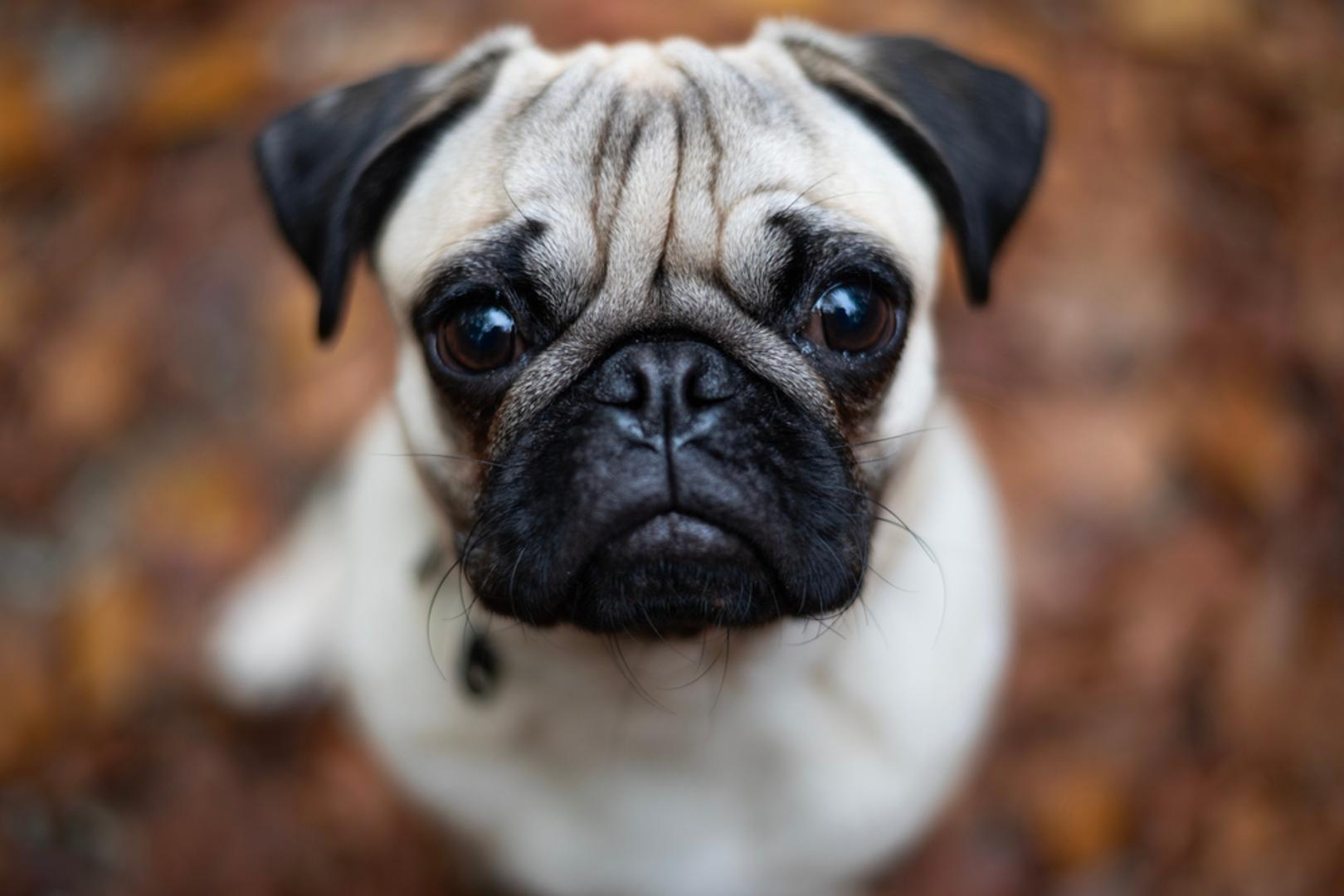 Mops: U malenom tijelu mopsa krije se jako puno ljubavi. Ovi psi imaju prekrasnu osobnost i vole pažnju. Mačka im može biti odlično društvo kada su vlasnici odsutni. Nisu veliki rastom pa će biti odlično društvo za igru s mačkama.
