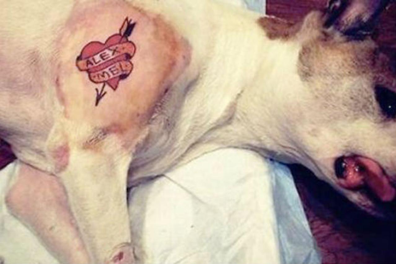 Fotografijom tetoviranog psa razbjesnio javnost