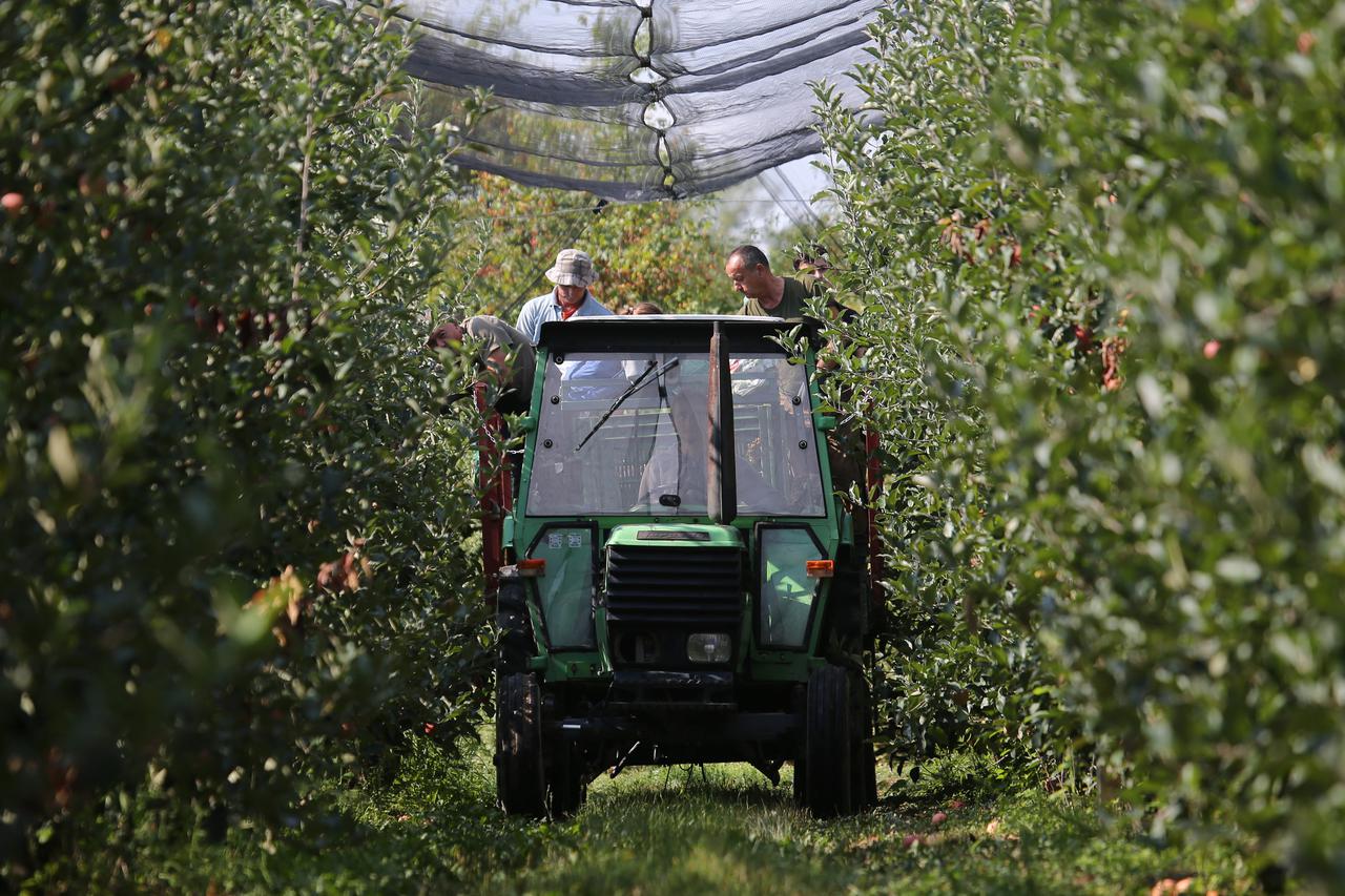Valpovo: Početak berbe jabuka u sjedištu firme Marka Đurkovića