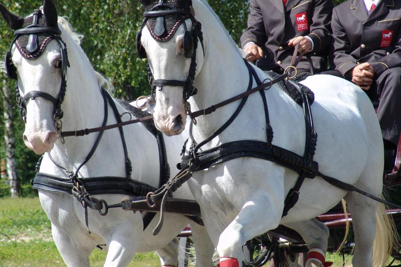 Ergela Lipik i ergela Đakovo