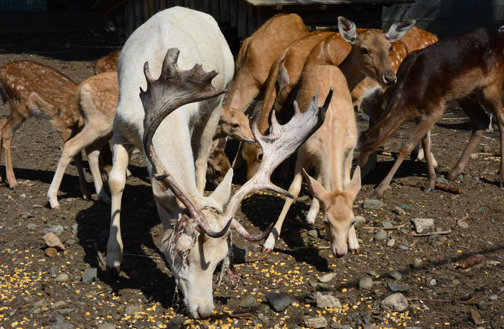 Jelen lopatar, lat. Dama dama. Regija: Europa. Dužina: stariji mužjaci do 1,8 metara i 1 metar visoki