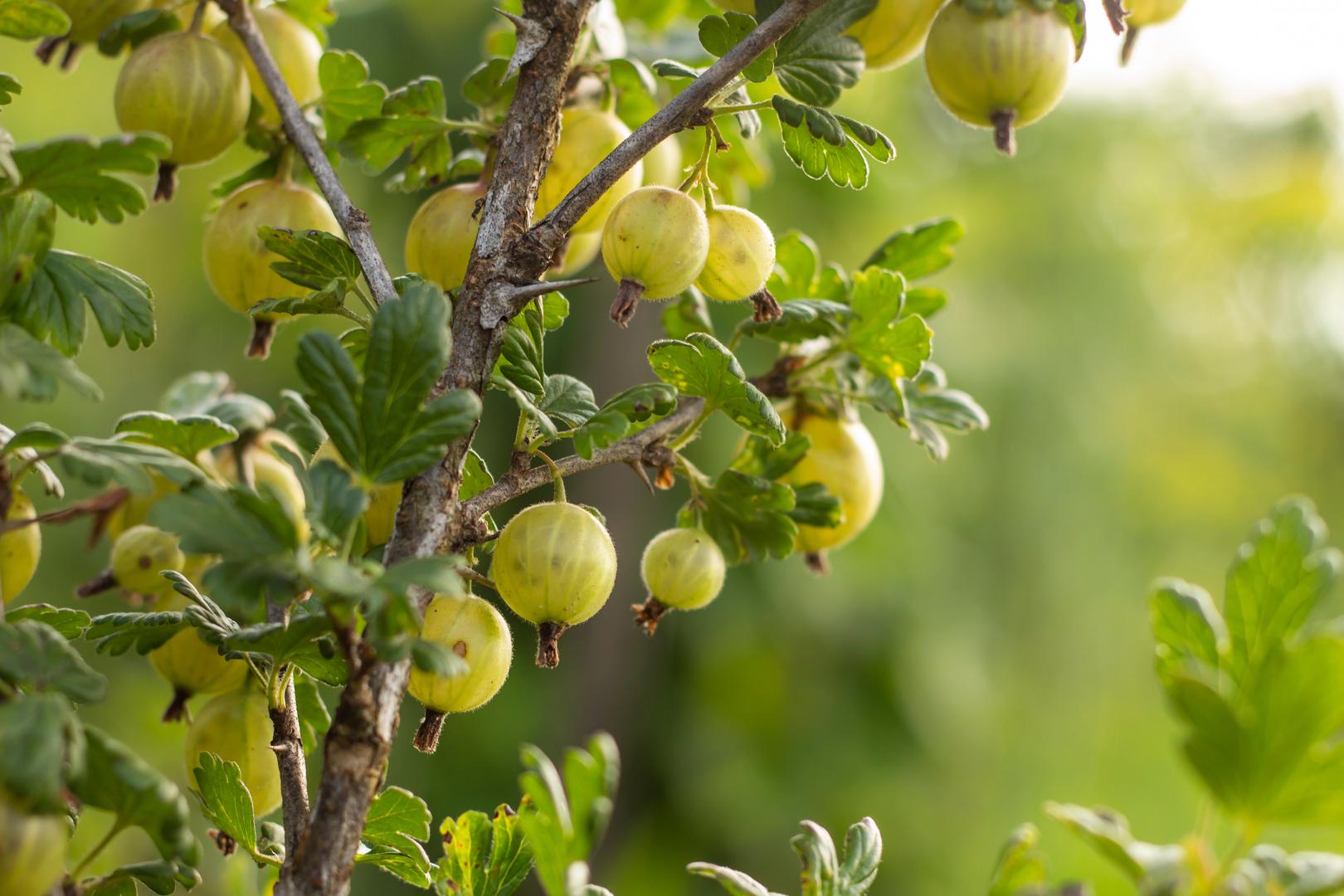 2. Ogrozd: Ogrozd je otporna voćka koja se lako uzgaja u kontejnerima. Voli sunčane do polusjenovite položaje i dobro drenirano tlo. Plodovi su slatki i sazrijevaju ljeti, obično u lipnju ili srpnju. Orezujte ga u rano proljeće kako biste potaknuli rast i veći prinos.