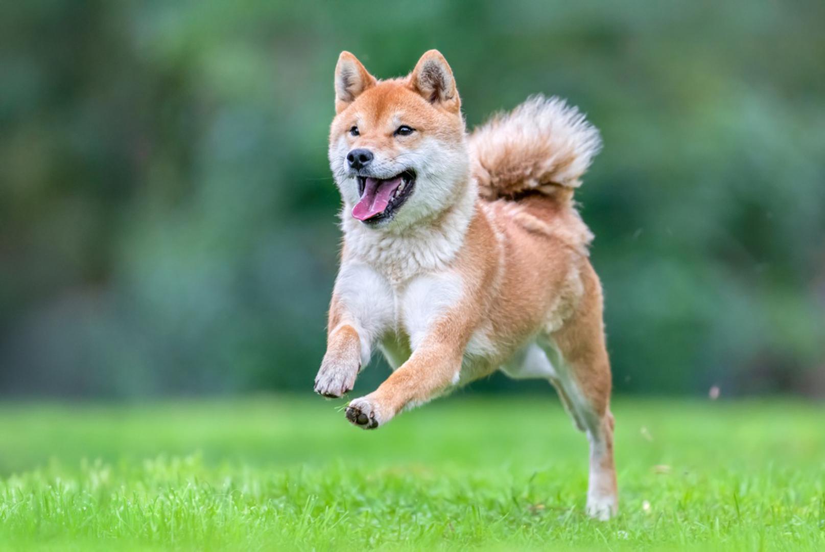 Shiba Inu: Pasmina poznata po svojoj neovisnosti i samopouzdanju. Brzo uči, ali neće uvijek pokazati želju za suradnjom ako ne vidi razlog za to. Rana socijalizacija i dosljedan odgoj pomoći će da pas razvije dobre navike. Grub pristup kod ove pasmine često daje suprotan učinak, dok strpljenje i pozitivno poticanje donose znatno bolje rezultate. Vlasnici često ističu da Shiba voli imati osjećaj kontrole, zbog čega joj najbolje odgovara miran i dosljedan pristup.