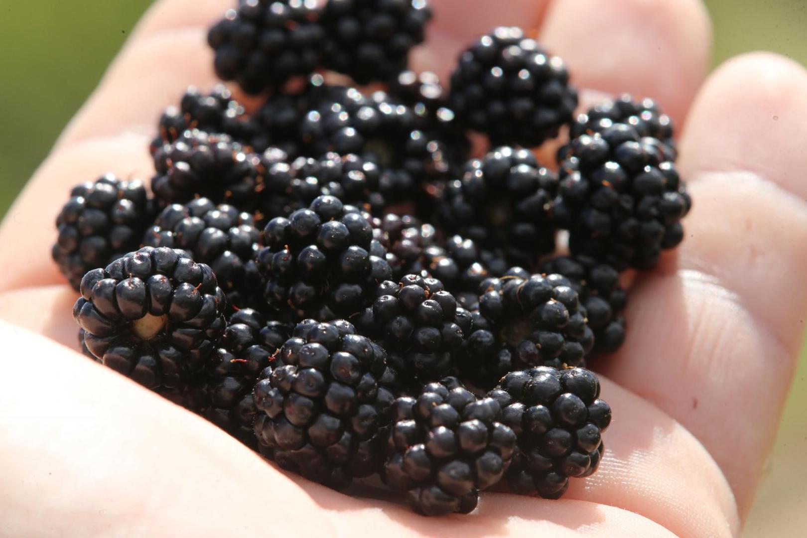 2. KUPINE - Kupine su dobar izvor vitamina C, vitamina K i antioksidansa. One poboljšavaju imunološki sustav, smanjuju rizik od bolesti srca, pomažu vašoj koži, očima i kostima. 