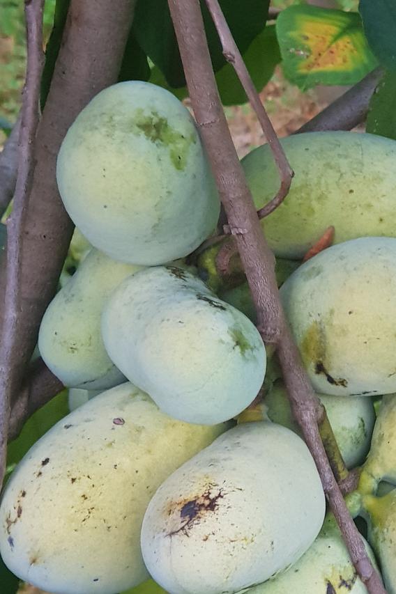 Indijanska banana ili Paw-paw, super hrana koja se proizvodi u Hrvatskoj