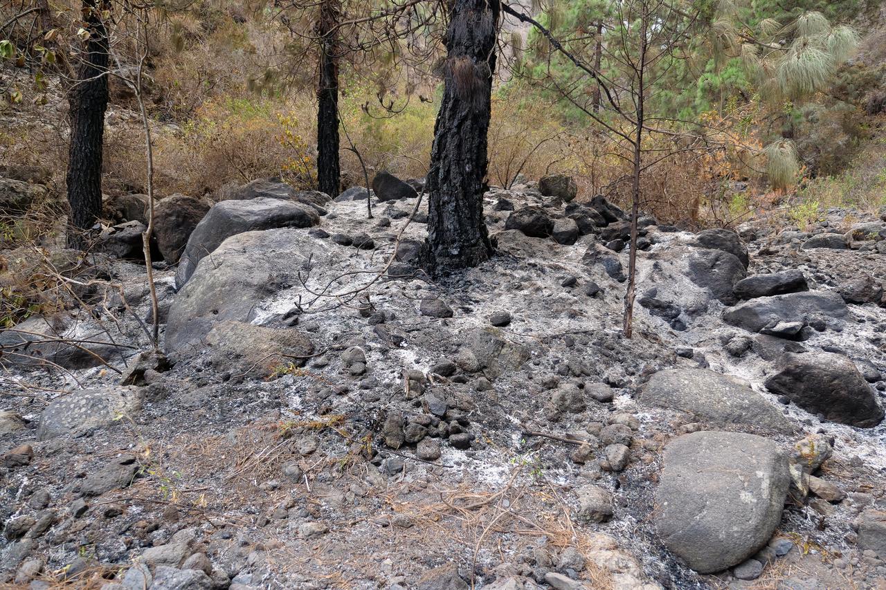 Tenerife forest fires